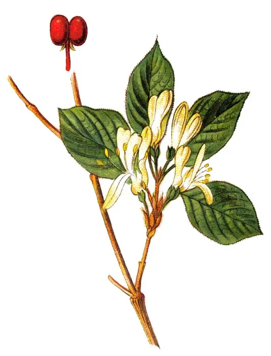 Framed Print : Lonicera periclymenum, common names honeysuckle, common honeysuckle, European honeysuckle Framed Print : Lonicera periclymenum, common names honeysuckle, common honeysuckle, European honeysuckle