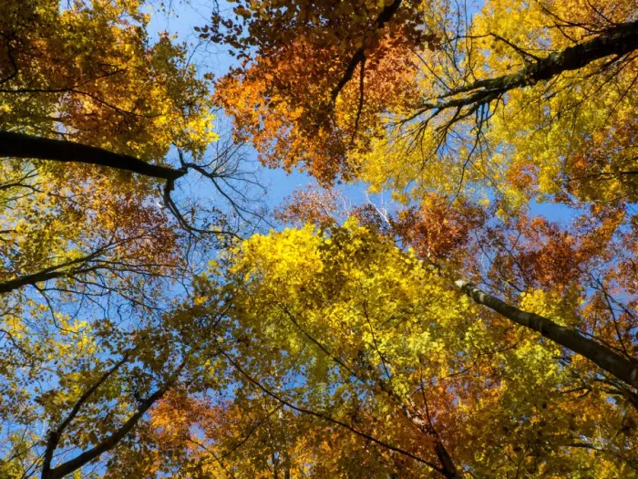 Framed Print : Look up - its autumn Framed Print : Look up - its autumn