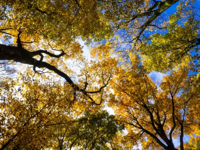 Framed Print : Look up - its autumn Framed Print : Look up - its autumn