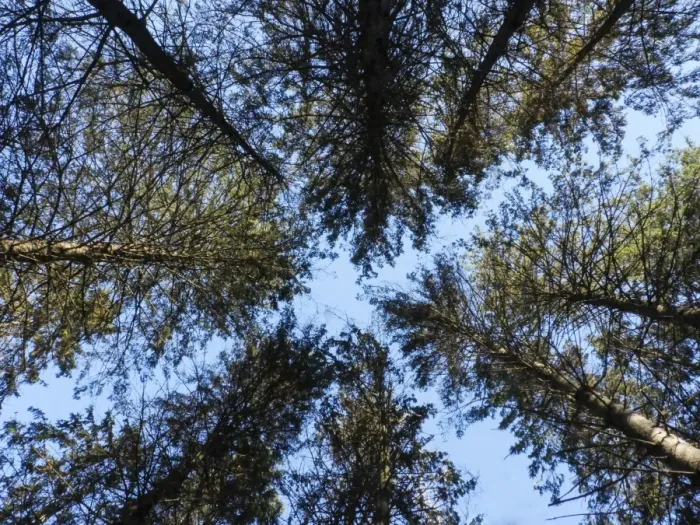Framed Print : Looking Up