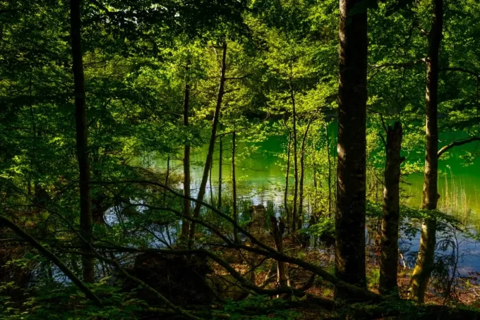 Framed Print : Looking Through The Forest Towards A Lake Framed Print : Looking Through The Forest Towards A Lake