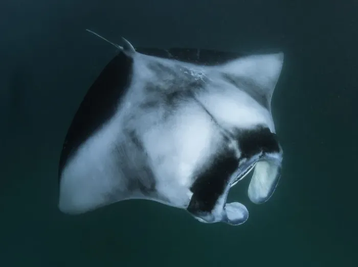 Framed Print : Looking down on a manta ray as it feeds on plankton, Hanifaru Bay, Baa Atoll, Maldives