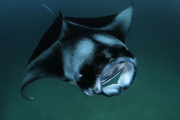 Looking down on a manta ray as it feeds on plankton, Hanifaru Bay, Baa Atoll, Maldives