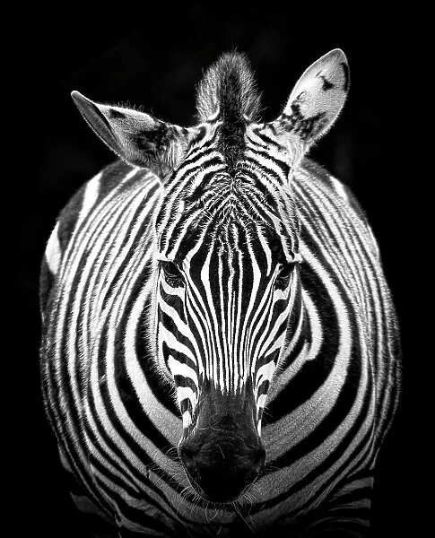 Looking at zebra