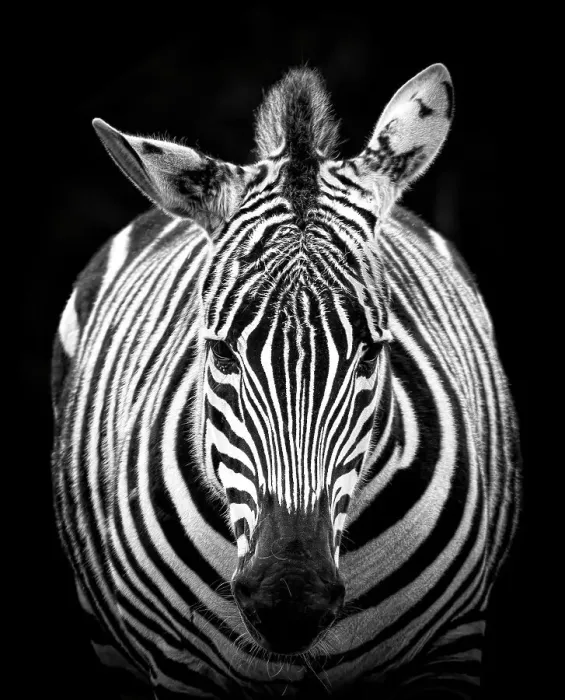 Framed Print : Looking at zebra Framed Print : Looking at zebra