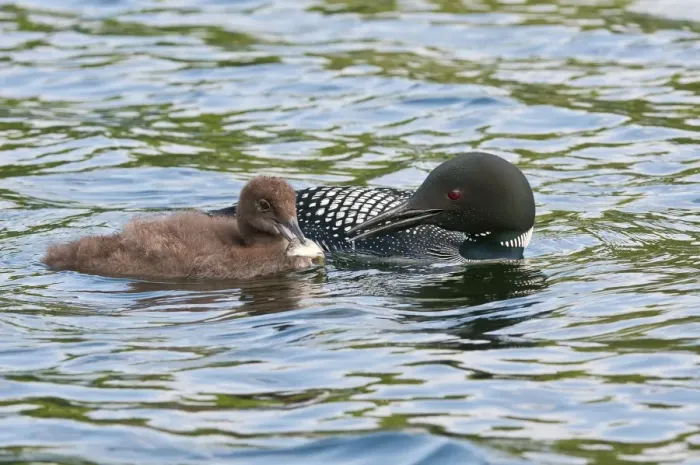 Framed Print : Loon With Chick Framed Print : Loon With Chick