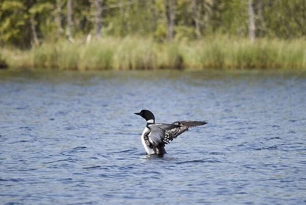 Loon (Gavia Immer) Spreading Its Wings As It Lands On The Water