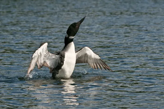 Framed Print : Loon With Wings Outstretched