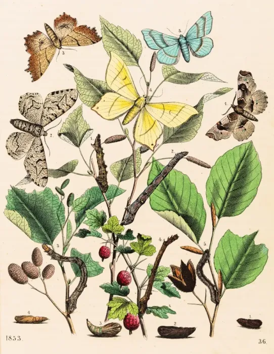 Framed Print : Looper moths butterflies engraving 1853