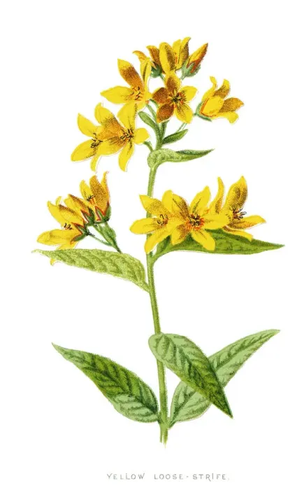 Framed Print : Loosestrife Framed Print : Loosestrife