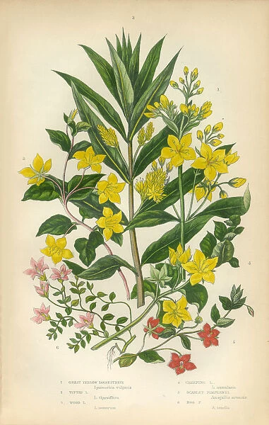 Loosestrife, Lythrum salicaria, Lythrum, Victorian Botanical Illustration