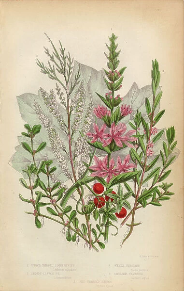 Loosestrife, Purslane and English Tamarisk, Victorian Botanical Illustration
