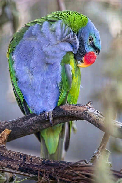 Lord Derbys parakeet grooming
