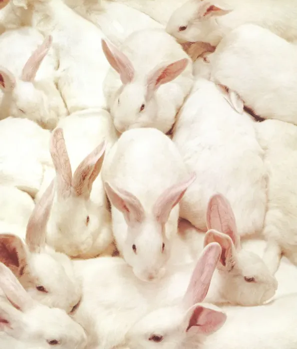 Framed Print : Lots of Bunnies Framed Print : Lots of Bunnies