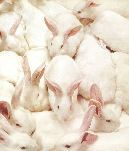 Lots of White Bunnies