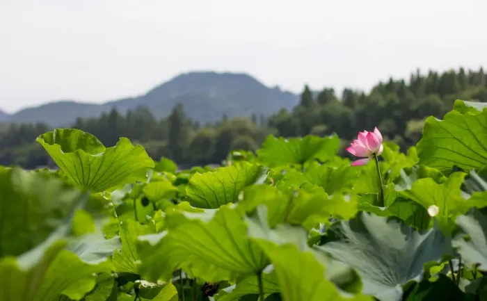Framed Print : Lotus Blooming In The West Lake, Hangzhou, Zhejiang, China Framed Print : Lotus Blooming In The West Lake, Hangzhou, Zhejiang, China
