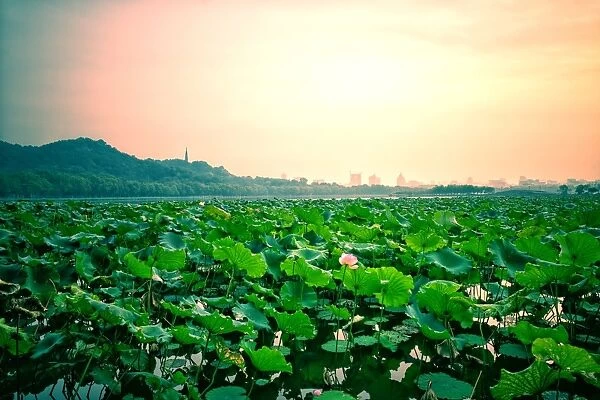 Lotus blooming in West lake, Hangzhou