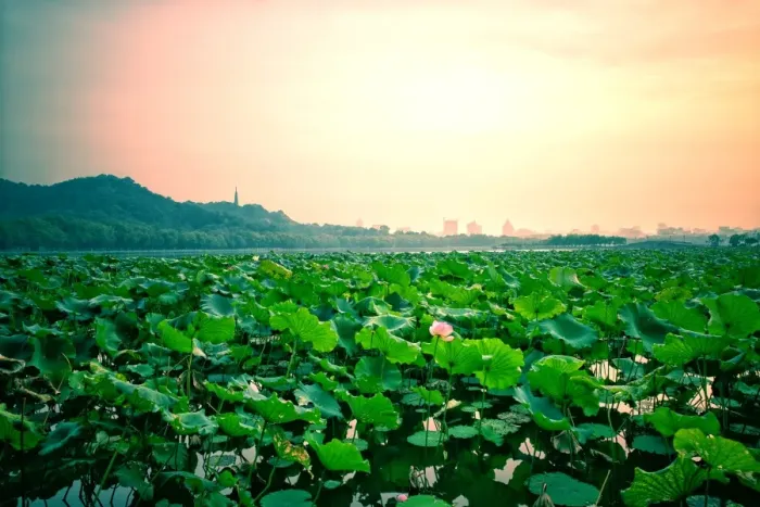 Framed Print : Lotus blooming in West lake, Hangzhou Framed Print : Lotus blooming in West lake, Hangzhou