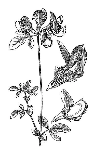 Lotus corniculatus (bird s-foot trefoil)