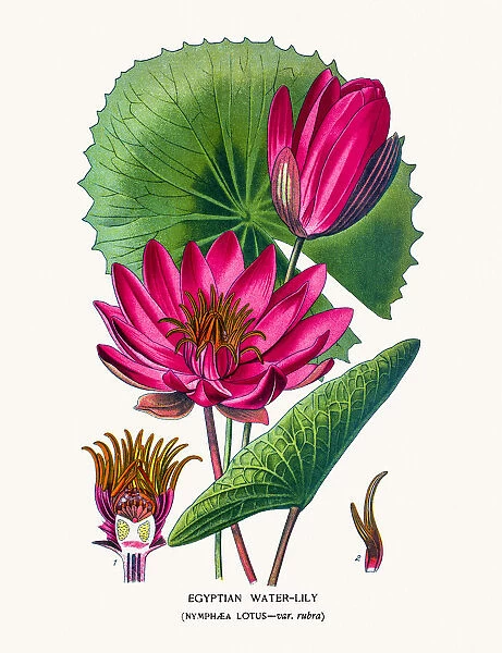 Lotus or Egyptian water lily