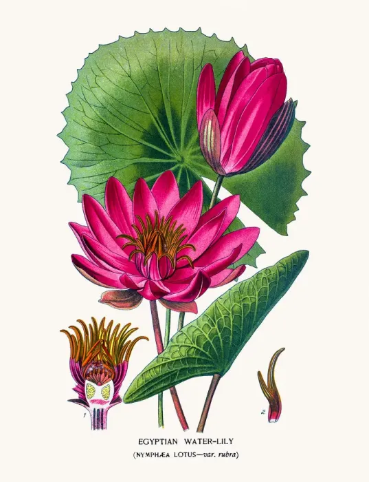 Framed Print : Lotus or Egyptian water lily Framed Print : Lotus or Egyptian water lily