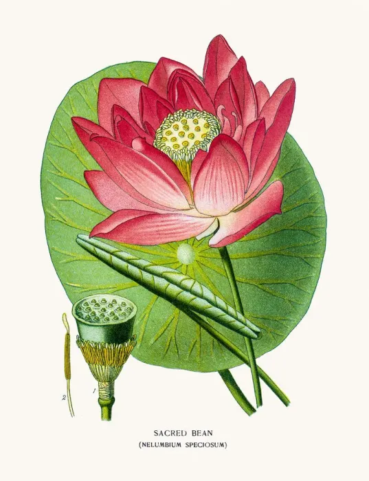 Framed Print : Lotus flower Framed Print : Lotus flower