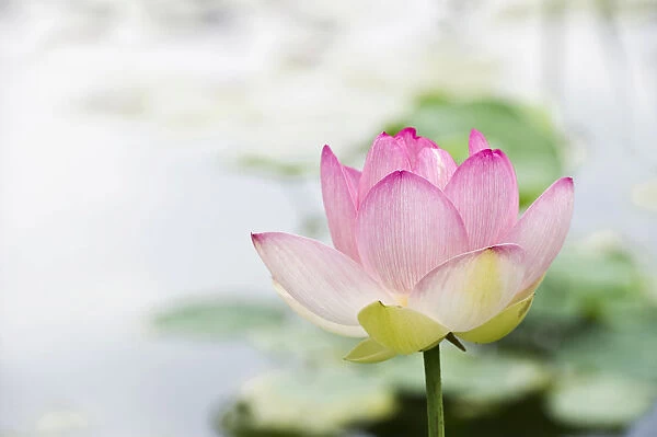 Lotus flower -Nelumbo-