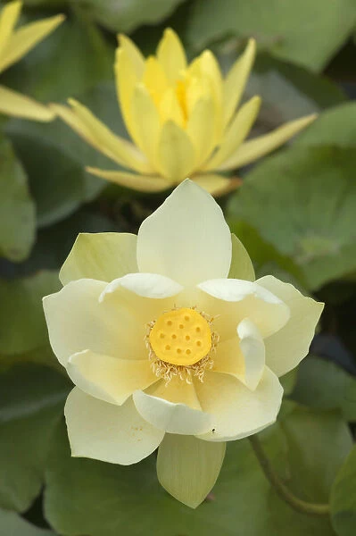 Lotus flower -Nelumbo nucifera-, Bavaria, Germany