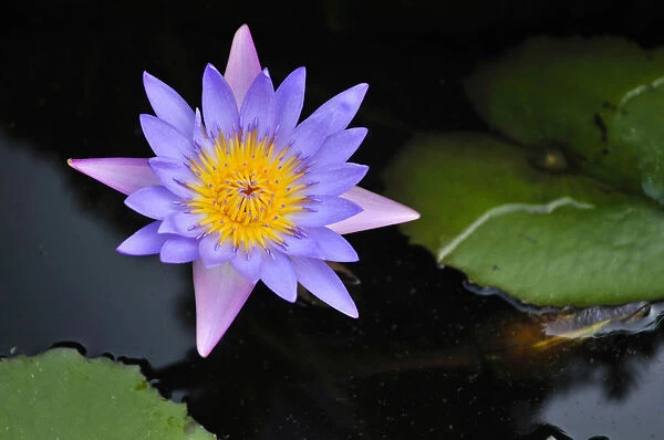 Lotus flower, water lily, Vietnam, Southeast Asia