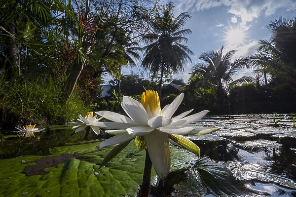 Lotus flowers -Nelumbo-, Northern Thailand, Thailand, Asia