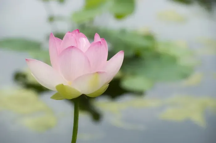 Framed Print : Lotus -Nelumbo- Framed Print : Lotus -Nelumbo-