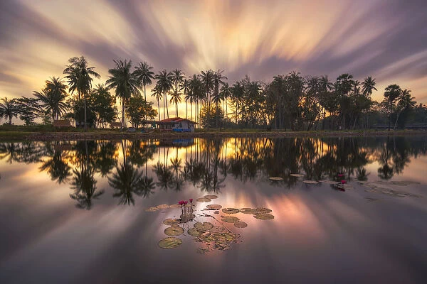 Lotus pond in Nakhon Si Thammarat, Thailand