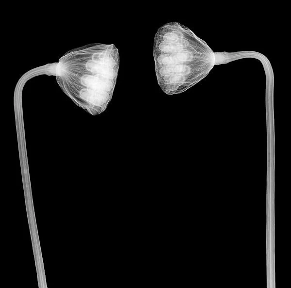 Lotus seed head, X-ray