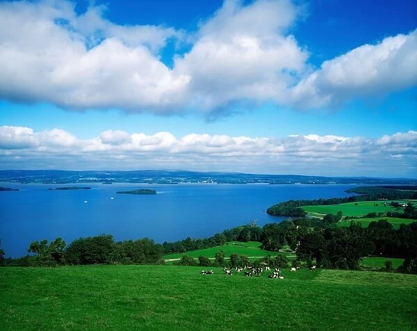 Lough Derg, County Tipperary, Ireland, Cattle In The Distance
