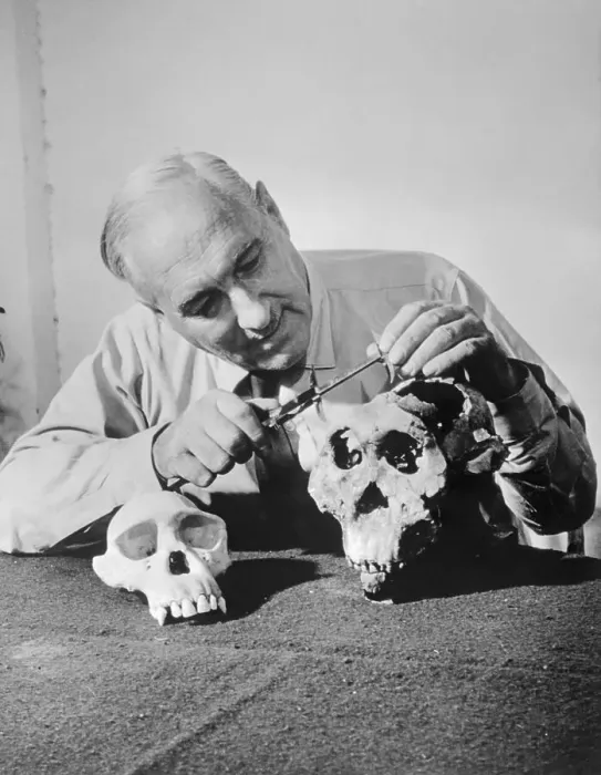 Framed Print : Louis Leakey Looking Over Rare Skull Framed Print : Louis Leakey Looking Over Rare Skull
