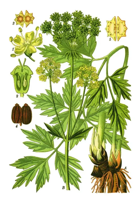 Framed Print : Lovage. Antique illustration of a Medicinal and Herbal Plants. Framed Print : Lovage. Antique illustration of a Medicinal and Herbal Plants.