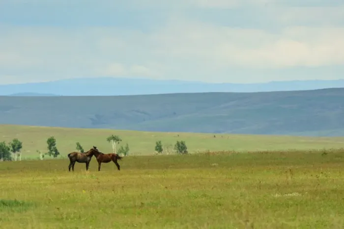 Framed Print : Love horses in Siberia Framed Print : Love horses in Siberia