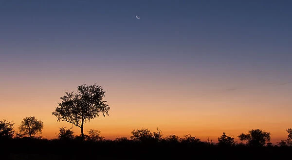 Lovely sunset in Kruger national park with tree silhouette and bright colours - Kruger National Park, South Africa