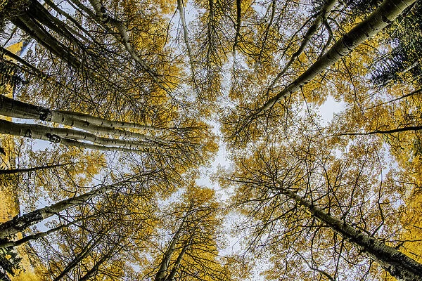 Low angle fisheye view upward of aspen trees (Populus Tremuloides) in fall, Uncompahgre National Forest, Colorado, USA