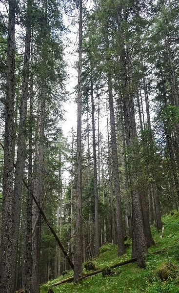 Low angle of tall trees in Alpine forest, South Tyrol, Italy