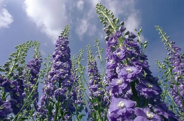 Low Angle View of Purple Delphiniums Against a Blue Sky