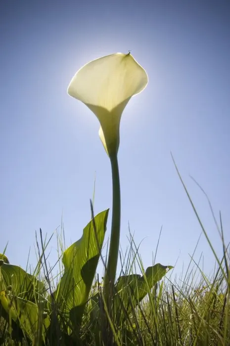 Framed Print : A Low Angle of White Arum Lilly with the Sun Directly Behind