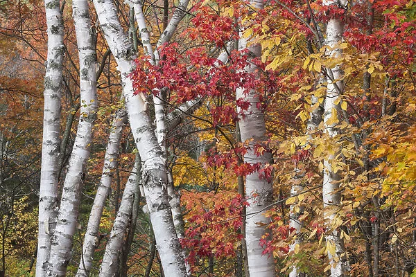 The low contrast light of an overcast day bring out the vivid autumn colors of maple and birch trees, Baxter State Park, Maine, USA