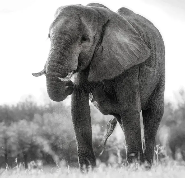 Framed Print : Low Perspective View of Grandeur of the African Elephant at Matusadona