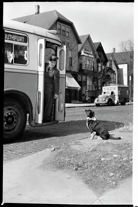 Framed Print : Loyal Fuski the Dog Waits for the Bus Framed Print : Loyal Fuski the Dog Waits for the Bus