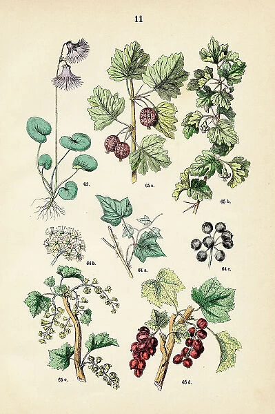 lpine snowbell, english ivy, currant - Botanical illustration 1883