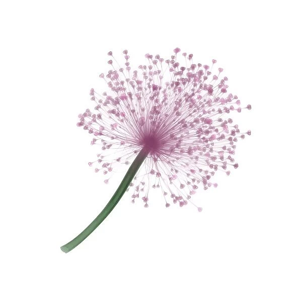 Lucy ball flower (Allium sp. ), X-ray