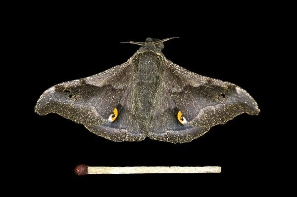 Ludia moth species -Ludia delegorguei-, Oromia Region, Ethiopia