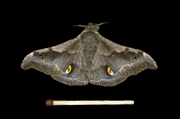 Framed Print : Ludia moth species -Ludia delegorguei-, Oromia Region, Ethiopia