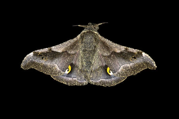 Ludia moth species -Ludia delegorguei-, Oromia Region, Ethiopia